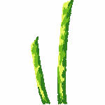 44